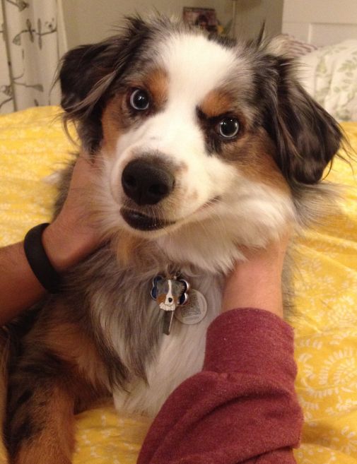 australian shepherd finn.jpg